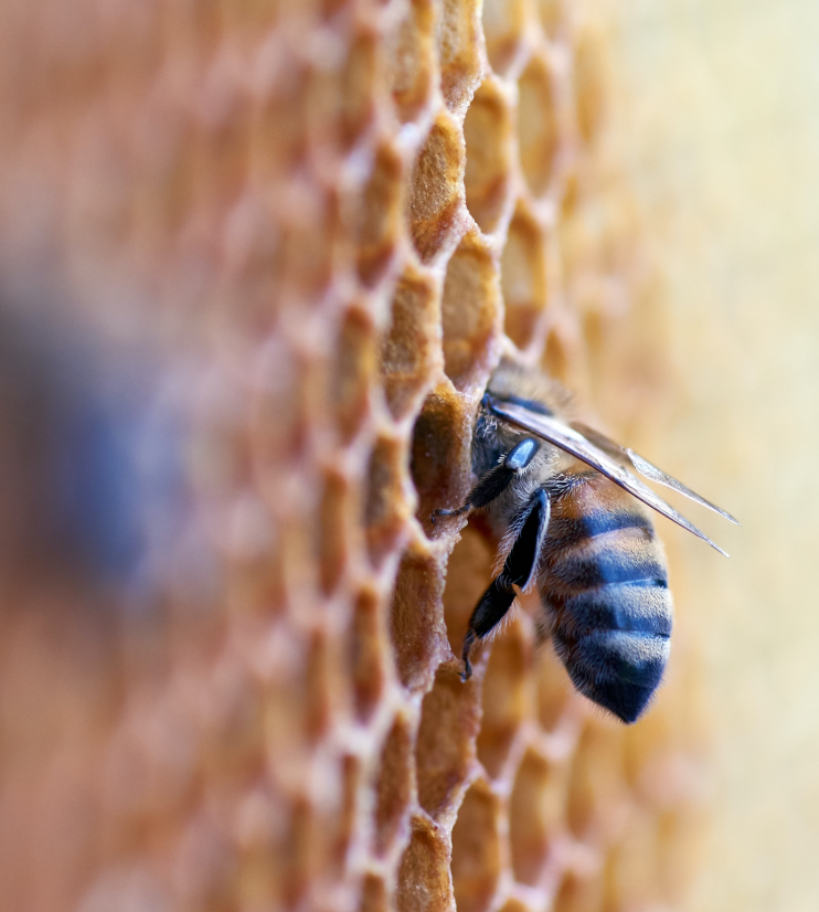 Bee entering hive relating to meadows honeys 'our story'